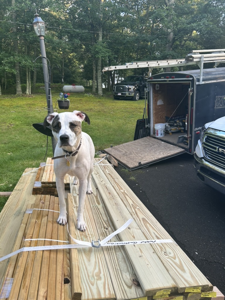 Puppy on lumber